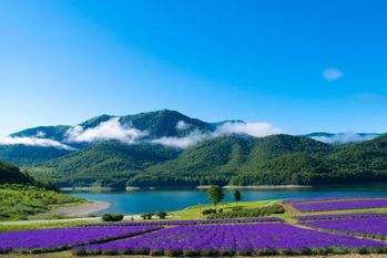富良野